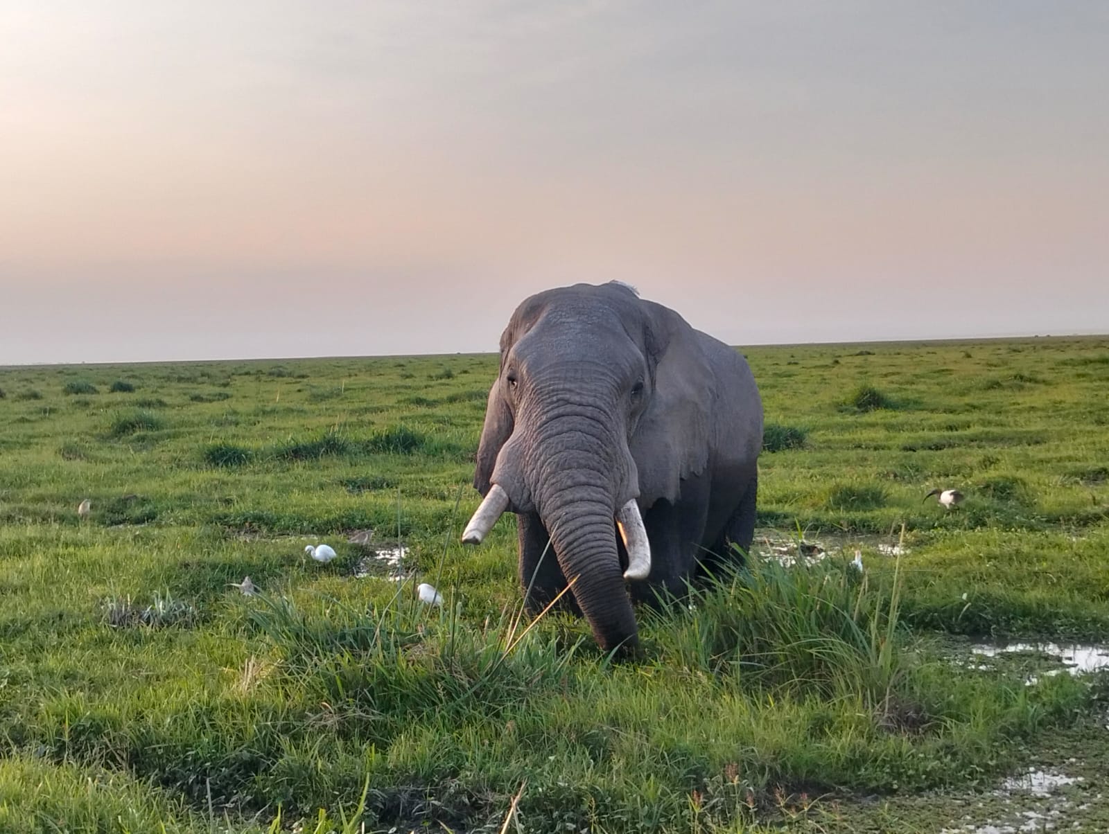 Elephants and giraffes at Amboseli with Mount Kilimanjaro